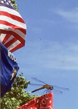 3rd PLACE AWARD:  Patriotic Dragonfly Jim Nettesheim Oregon WI photography  SOLD